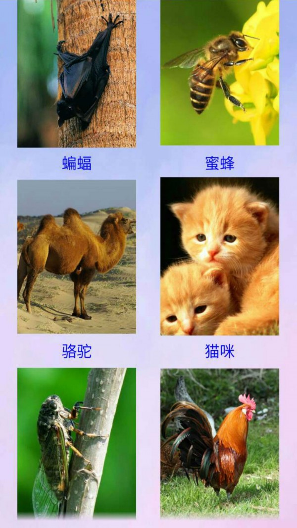 宝宝认动物双语v1.3截图2