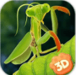 野生螳螂模拟器v1.0.0