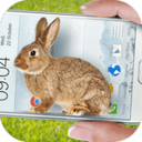 手机桌面养兔子软件